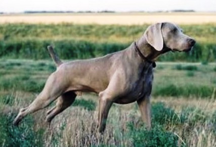 Weimaraner in ferma